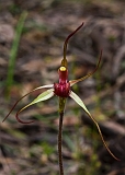 Caladenia oenochila Wine-lipped Spider-orchid6